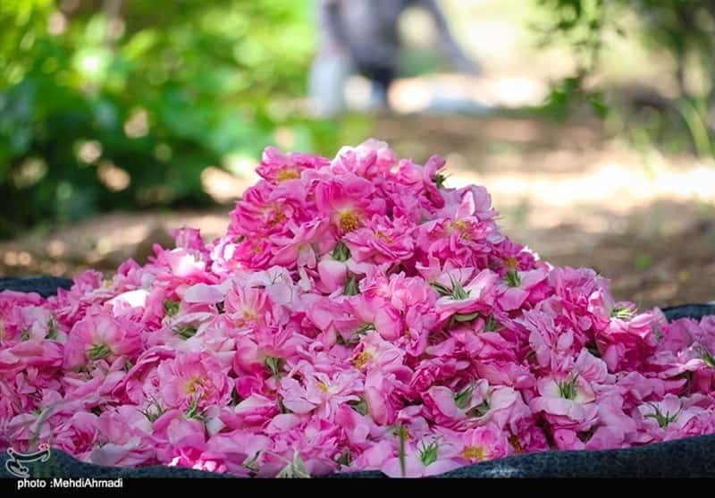 تصویر 1 از گل محمدی اصل کاشان بسته‌ بندی کوچک و بزرگ